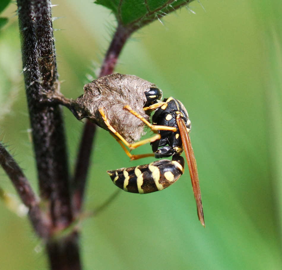 vespina laboriosa (Polistes che costruisce il nido)